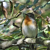 Red-breasted Flycatcher  "Ficedula parva"